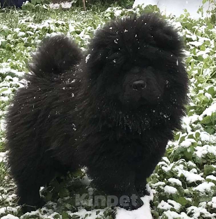 Собаки в Санкт-Петербурге: Продаётся племенной щенок Чау-Чау. Мальчик, Бесплатно - фото 4