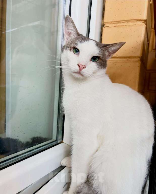Кошки в Москве: Любопытный котик Беляш в добрые руки Мальчик, Бесплатно - фото 5