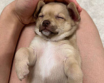 Собаки в Москве: Чихуахуа, щенок 2 месяца  Мальчик, 20 000 руб. - фото 2