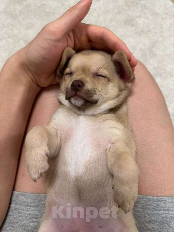 Собаки в Москве: Чихуахуа, щенок 2 месяца  Мальчик, 20 000 руб. - фото 2