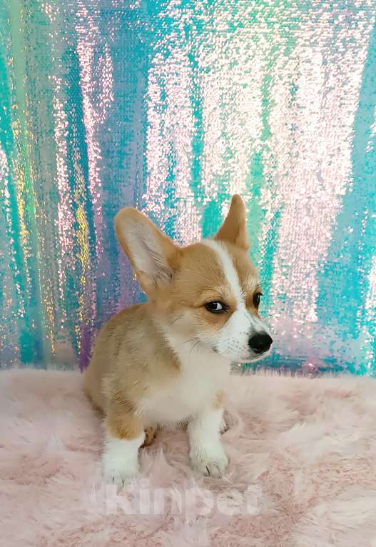 Собаки в Минеральном Воде: Щенок корги Мальчик, 40 000 руб. - фото 7