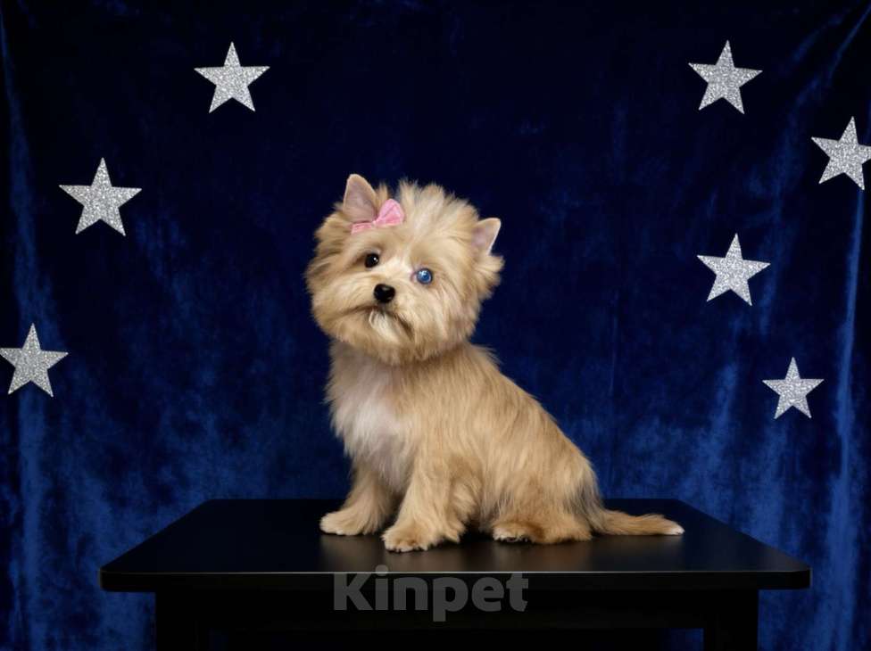 Собаки в Москве: Голубоглазый йорк мини девочка рыжая Девочка, 90 000 руб. - фото 5