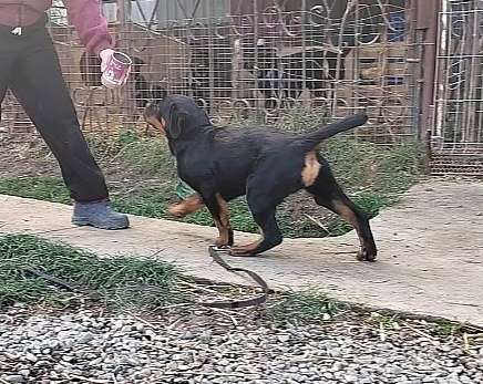 Собаки в Краснодаре: Щенки ротвейлера  Мальчик, 70 000 руб. - фото 6