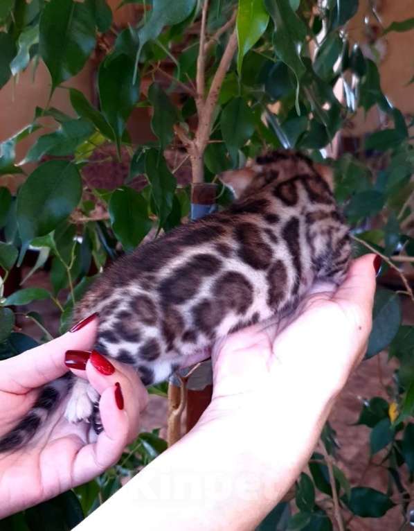 Кошки в Москве: Бенгальский котенок,  девочка Девочка, 45 000 руб. - фото 5