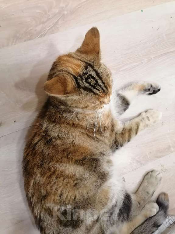 Кошки в Томске: Серьёзный кот Масян Мальчик, 10 руб. - фото 3