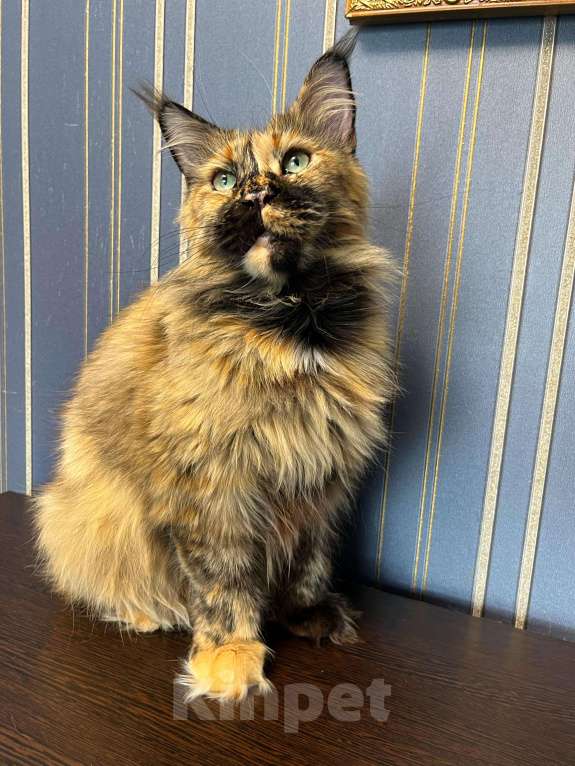 Кошки в Иваново: Квеста  Девочка, Бесплатно - фото 4