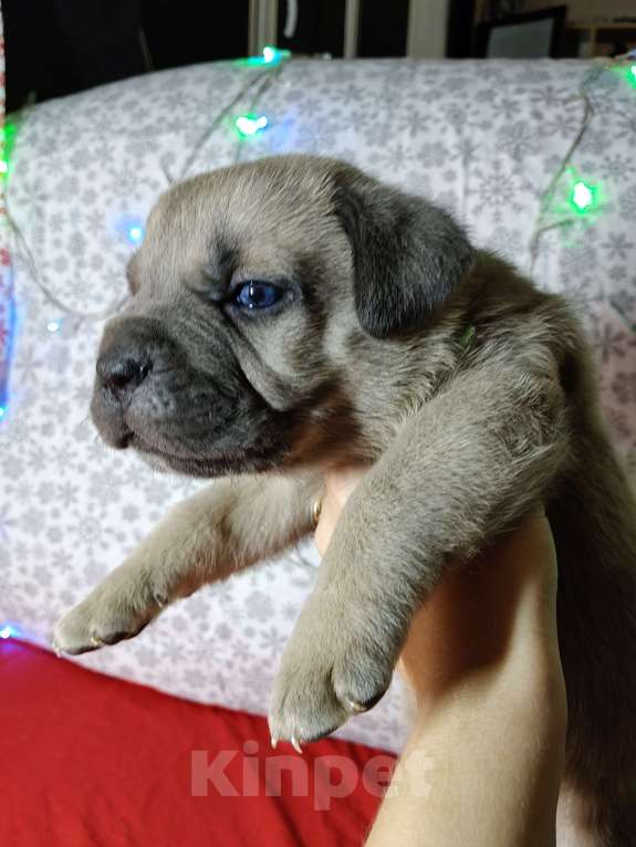 Собаки в других городах Краснодарского края: Кане-Корсо, щенок Мальчик, 30 000 руб. - фото 2