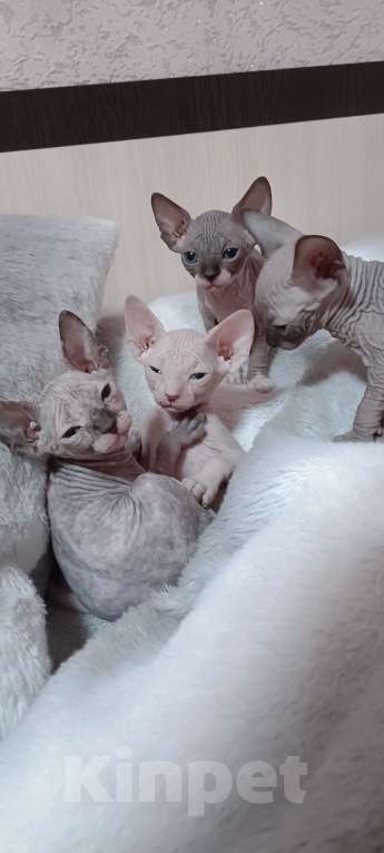 Кошки в Москве: Канадский сфинкс Девочка, 22 000 руб. - фото 1