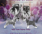 Собаки в других городах Омской области: Щенок цвергшнауцера перец с солью Девочка, 50 руб. - фото 4