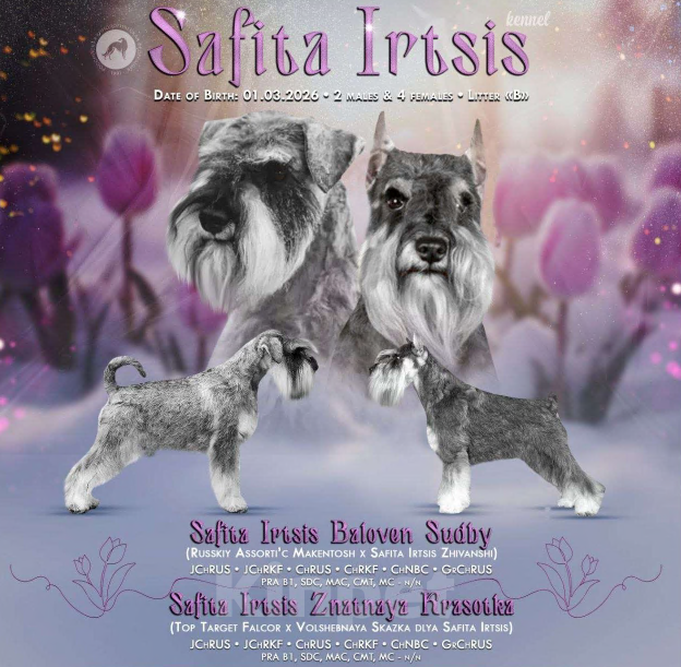 Собаки в других городах Омской области: Щенок цвергшнауцера перец с солью Девочка, 50 руб. - фото 4