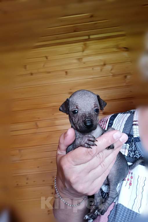 Собаки в Москве: Щенки ксоло мини  Мальчик, 30 000 руб. - фото 2