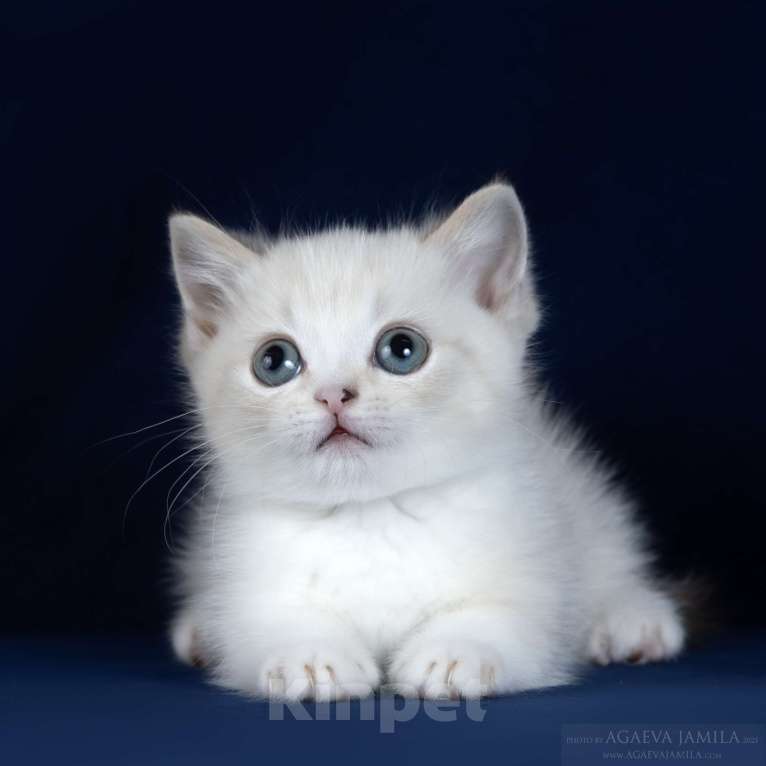 Кошки в Москве: Менуэт Девочка, 200 000 руб. - фото 3