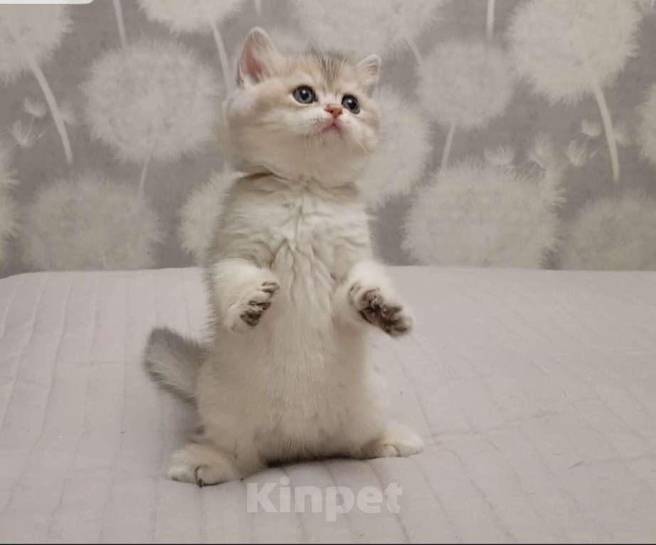 Кошки в Якутске: Золотая шиншилла Мальчик, 60 000 руб. - фото 2