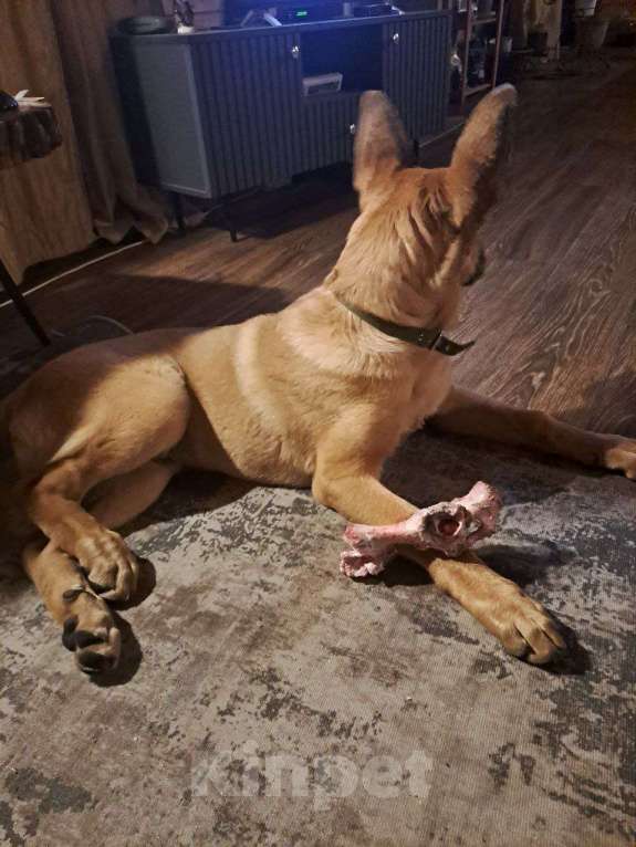 Собаки в Санкт-Петербурге: Отдам в добрые руки Собака, кобель, Джек Мальчик, Бесплатно - фото 3