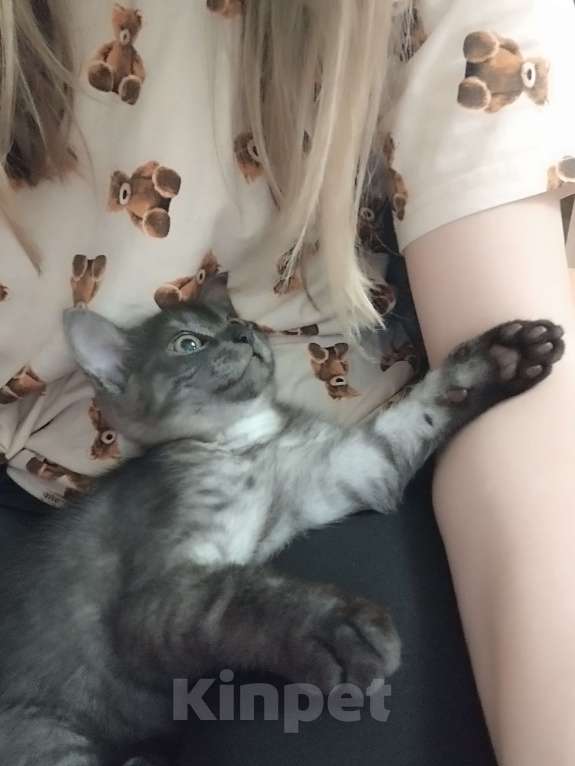 Кошки в Балашихе: Котик шотландский Мальчик, 500 руб. - фото 3