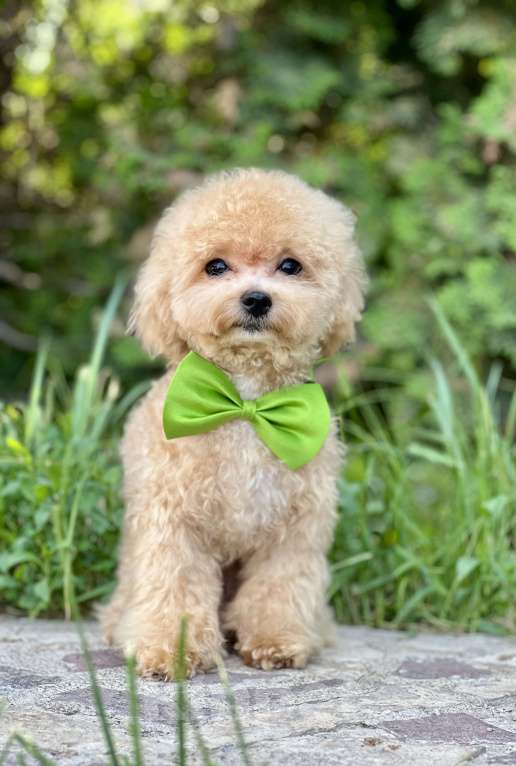 Собаки в Котельнике: Мальтипу ф 1 бишпу Пушон Тедди тикап пудель  Мальчик, 150 000 руб. - фото 6