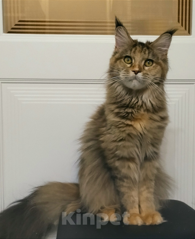 Кошки в Мытищах: Котенок Мейн-кун Девочка, 25 000 руб. - фото 5