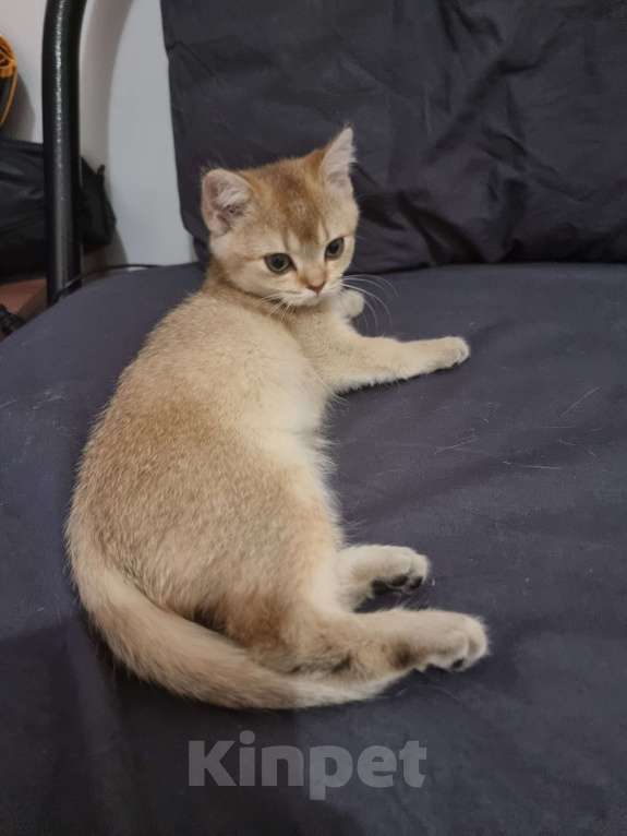 Кошки в Москве: Золотая шиншилла  Девочка, 20 000 руб. - фото 10