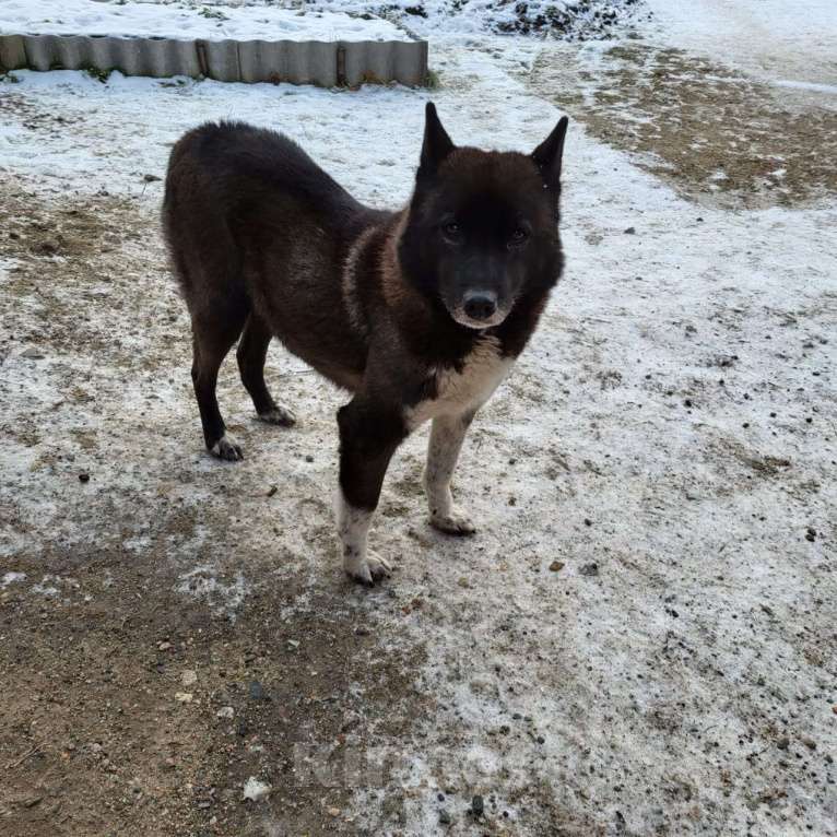 Собаки в других городах Карелии: Найдена собака  Девочка, Бесплатно - фото 3