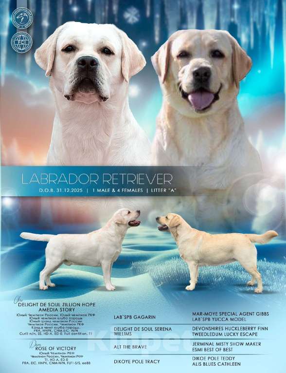 Собаки в других городах Ульяновской области: В поиске самых лучших родителей Девочка, 80 000 руб. - фото 7