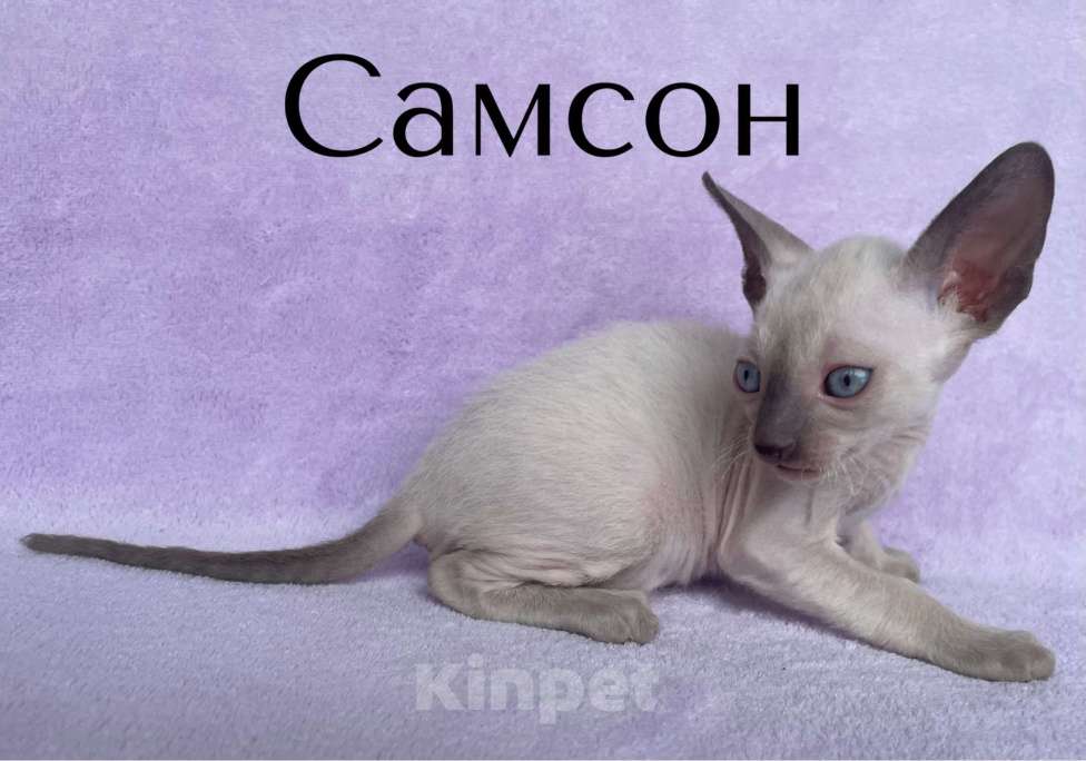 Кошки в Балашихе: Котик шоколадный пойнтовый из московского питомника  Мальчик, 70 000 руб. - фото 1