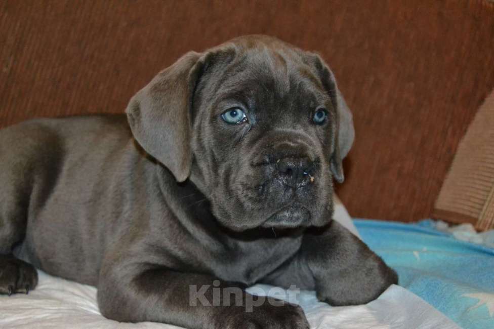 Собаки в Новосибирске: Щенки Кане Корсо Мальчик, 60 000 руб. - фото 7