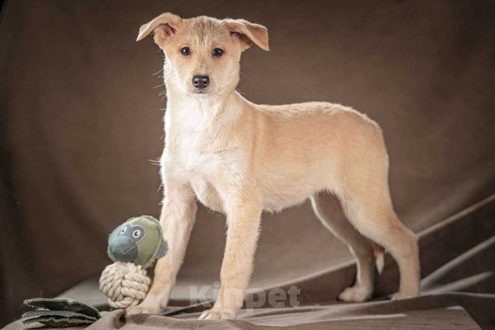 Собаки в Клине: Мелани — послушная леди готова стать вашей гордостью Девочка, Бесплатно - фото 5