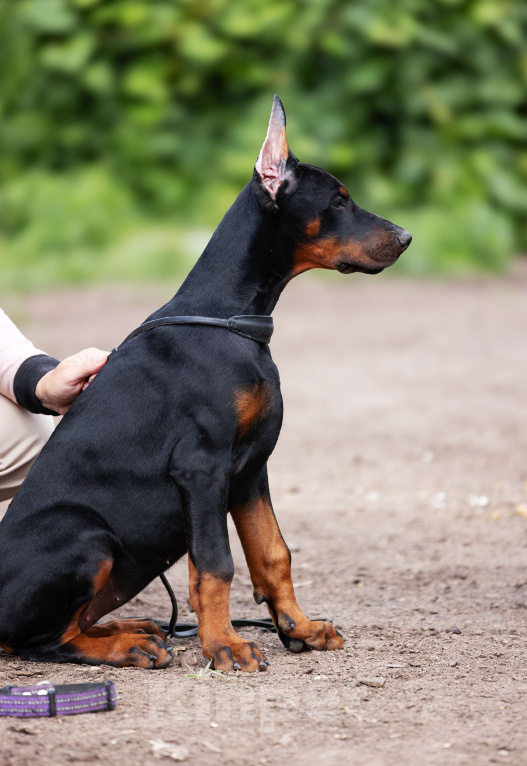 Собаки в Клине: Отличная сука, 3 месяца Девочка, 150 000 руб. - фото 3