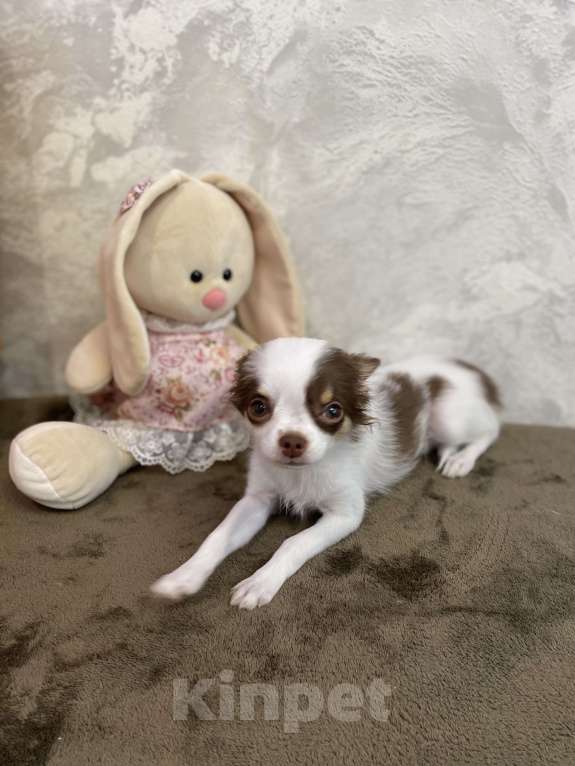 Собаки в Краснодаре: Чишка девочка Девочка, 25 000 руб. - фото 4