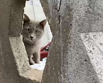 Кошки в Москве: Ищет дом котенок Том Мальчик, Бесплатно - фото 1