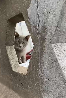 Объявление: Ищет дом котенок Том, Бесплатно, Москва