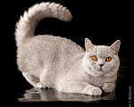 Кошки в Москве: Очень ласковая кошка с глазами- апельсинками Девочка, 5 руб. - фото 3