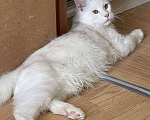 Кошки в Москве: Пушистый ангел для вашего настроения Мальчик, 100 000 руб. - фото 3