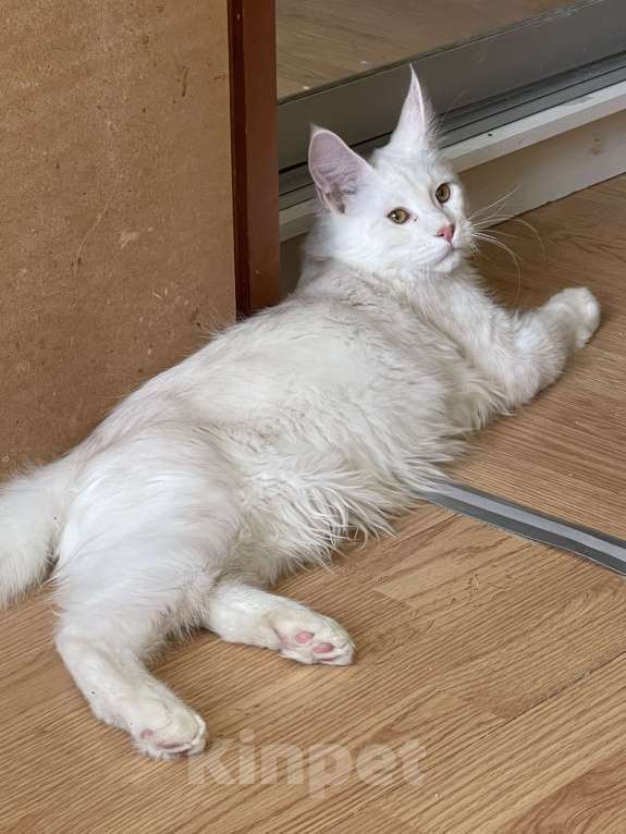 Кошки в Москве: Пушистый ангел для вашего настроения Мальчик, 100 000 руб. - фото 3