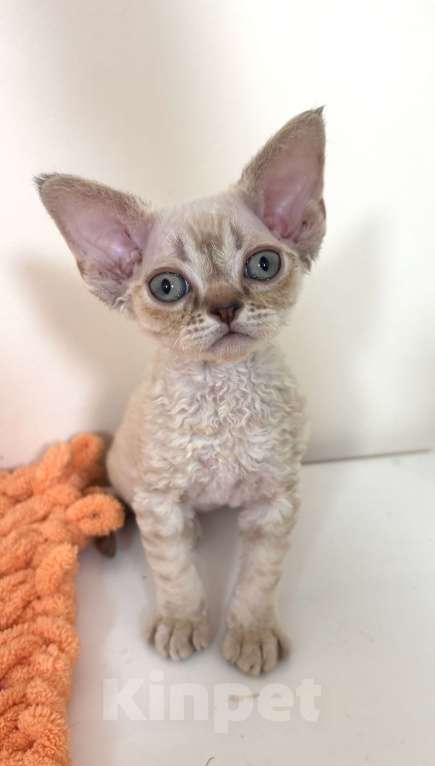 Кошки в Лобне: Мальчик девон рекс Мальчик, 80 000 руб. - фото 4
