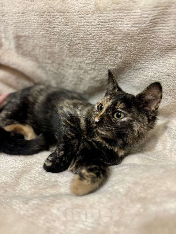 Кошки в Жуковском: Котенок очаровательная «черепашка» Девочка, Бесплатно - фото 2