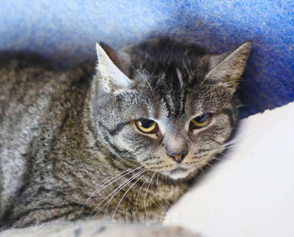 Кошки в Москве: Миледи - британская кошечка серебристого окраса в дар Девочка, Бесплатно - фото 3