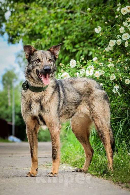 Собаки в Москве: Молодой пес Спарки ищет семью. Мальчик, Бесплатно - фото 9