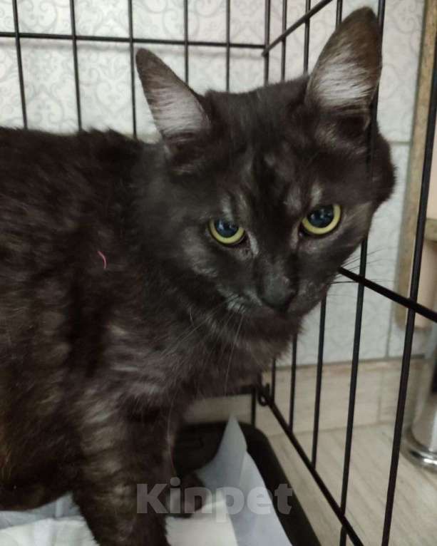 Кошки в Москве: Вилли грустит в клеточке. Ему очень нужен дом! Мальчик, Бесплатно - фото 3