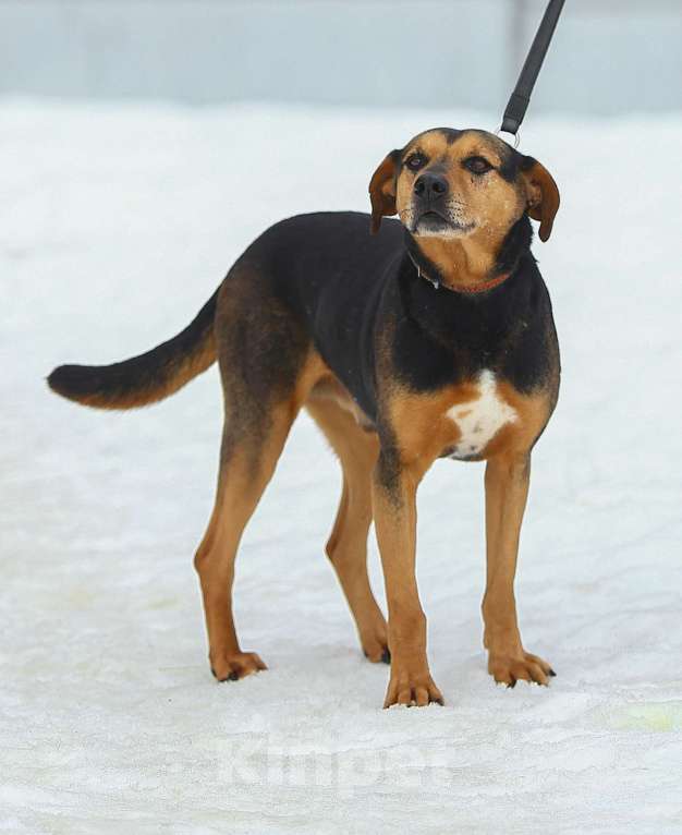 Собаки в Москве: Басти. Лапа, сердце и ветпаспорт в придачу Мальчик, Бесплатно - фото 2