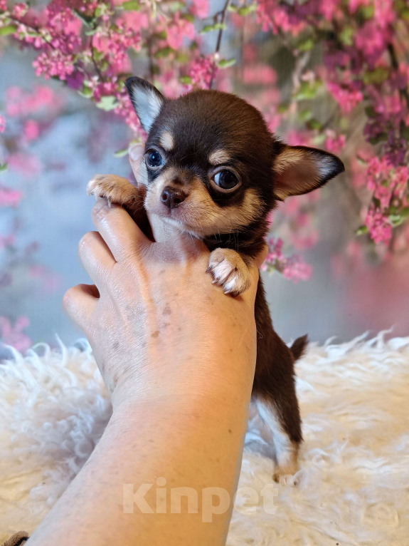 Собаки в Москве: Шоколадный мини мальчик Мальчик, 45 000 руб. - фото 3