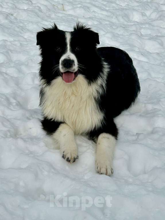 Собаки в других городах Владимирской области: щенок австралийской овчарки Мальчик, 60 000 руб. - фото 3