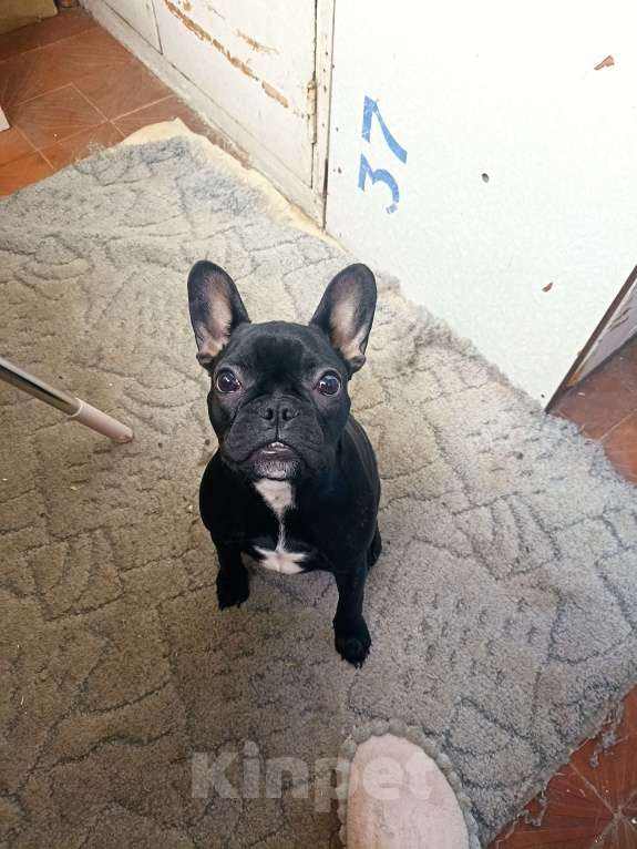 Собаки в Ярославле: Продажа Девочка, 35 000 руб. - фото 2