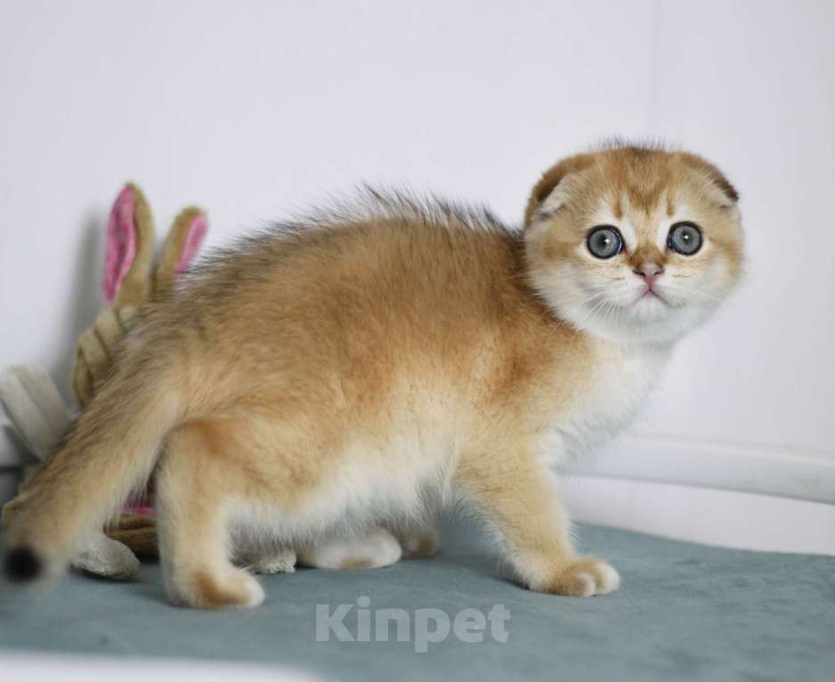 Кошки в Москве: Фëрджи Девочка, 80 000 руб. - фото 3