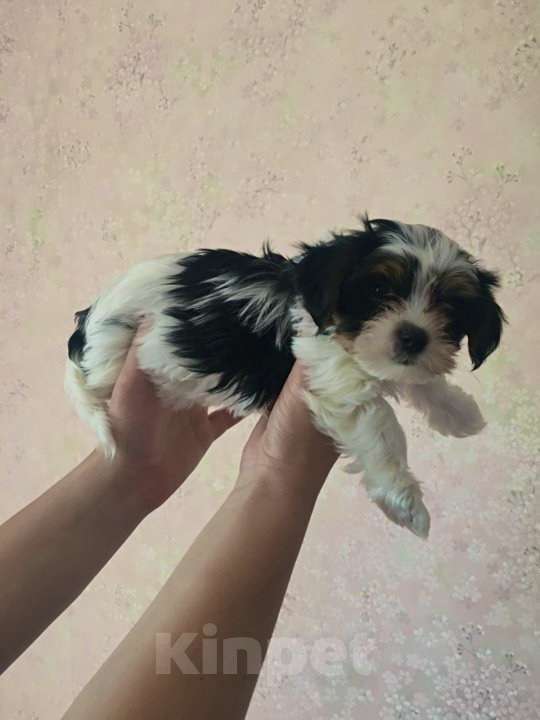 Собаки в Москве: Мальтипу мини Девочка, 55 000 руб. - фото 1