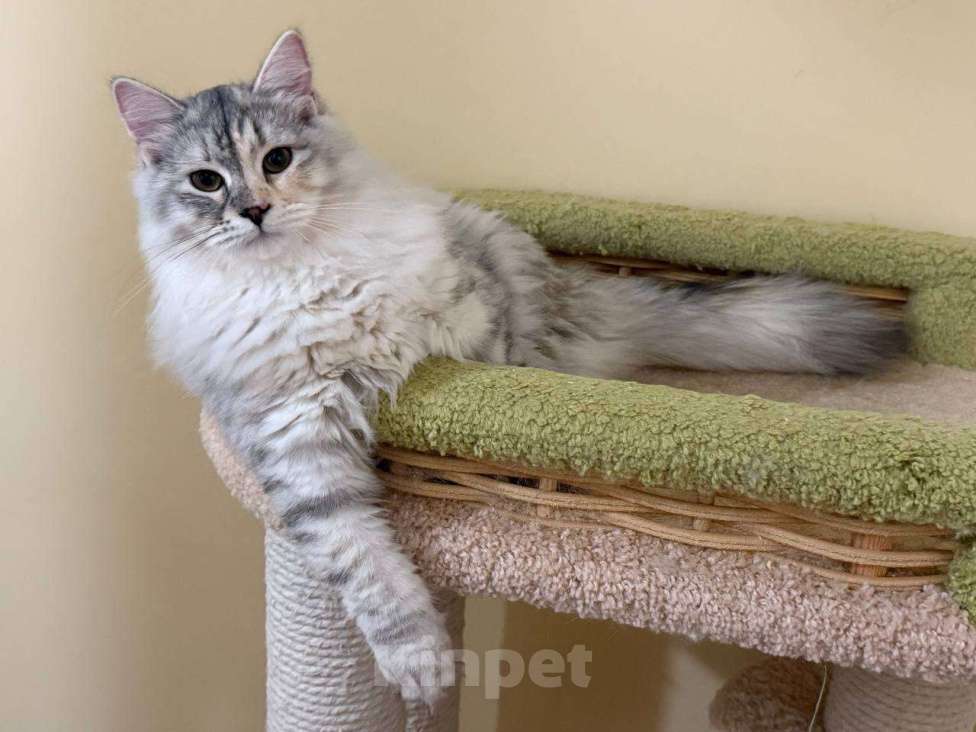 Кошки в Королеве: Сибирская кошечка Девочка, 50 000 руб. - фото 1