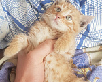 Кошки в Краснодаре: Отдам в добрые руки Мальчик, Бесплатно - фото 1