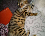 Кошки в Краснодаре: Вязка с бенгальским котом, Бесплатно - фото 1