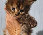 Кошки в Лукоянове: Котята Мейн- кунята.Вам на радость!, 10 000 руб. - фото 10