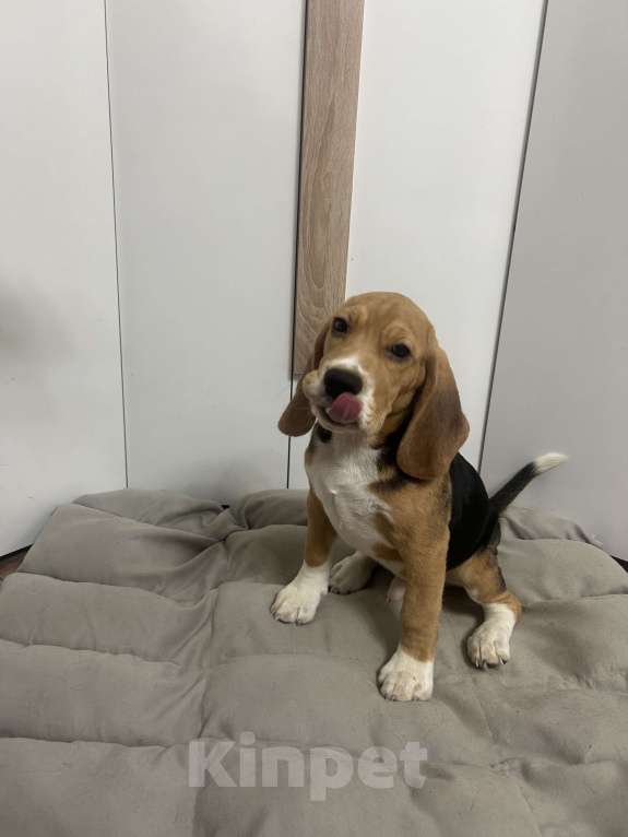 Собаки в Волжском: Продаются щенки  Мальчик, 25 000 руб. - фото 1